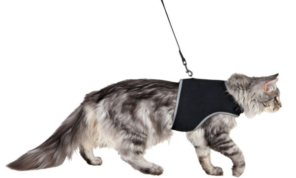 Harnais Soft XXL pour Chat