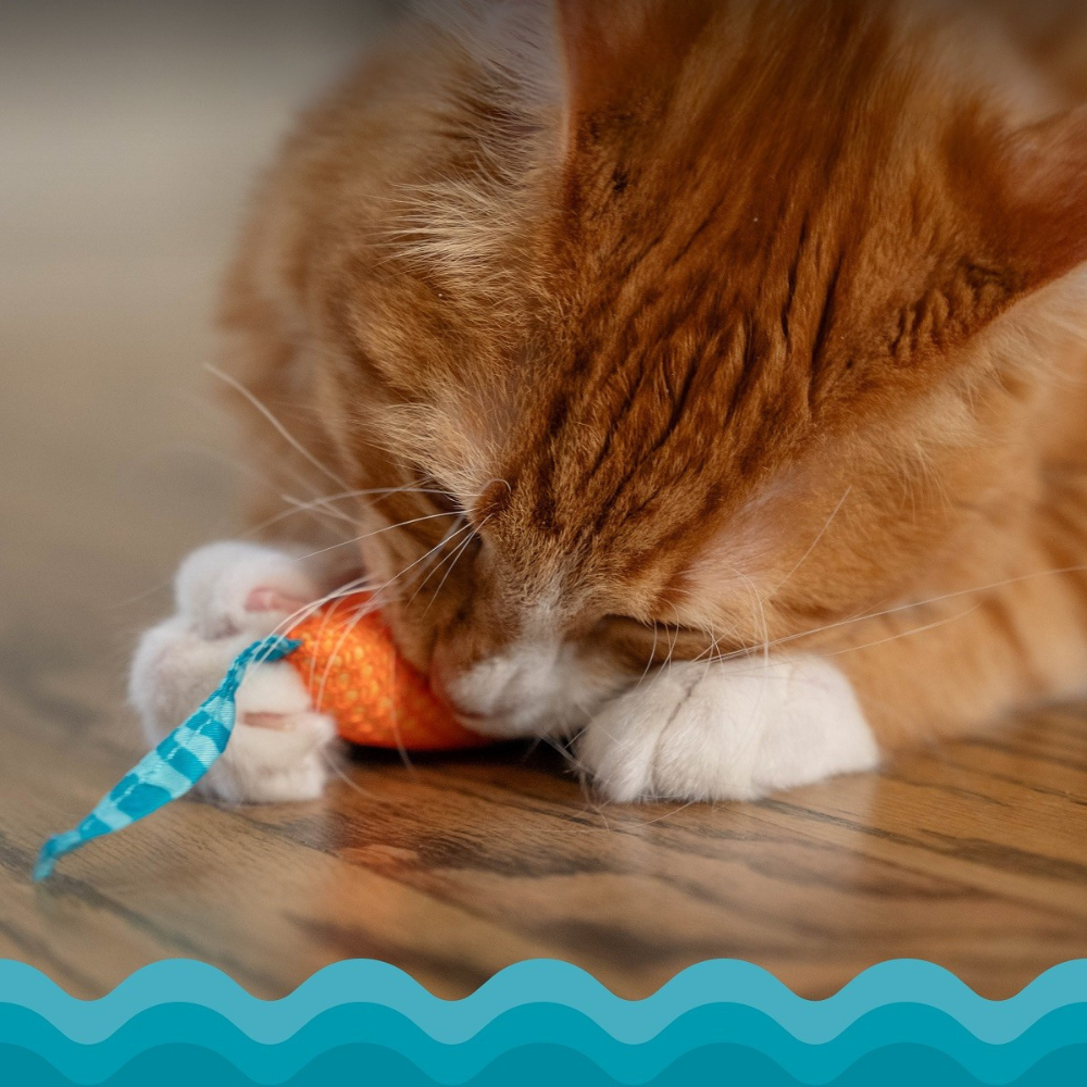 catnip-chew-mice-catstages-4 catnip-chew-mice-catstages