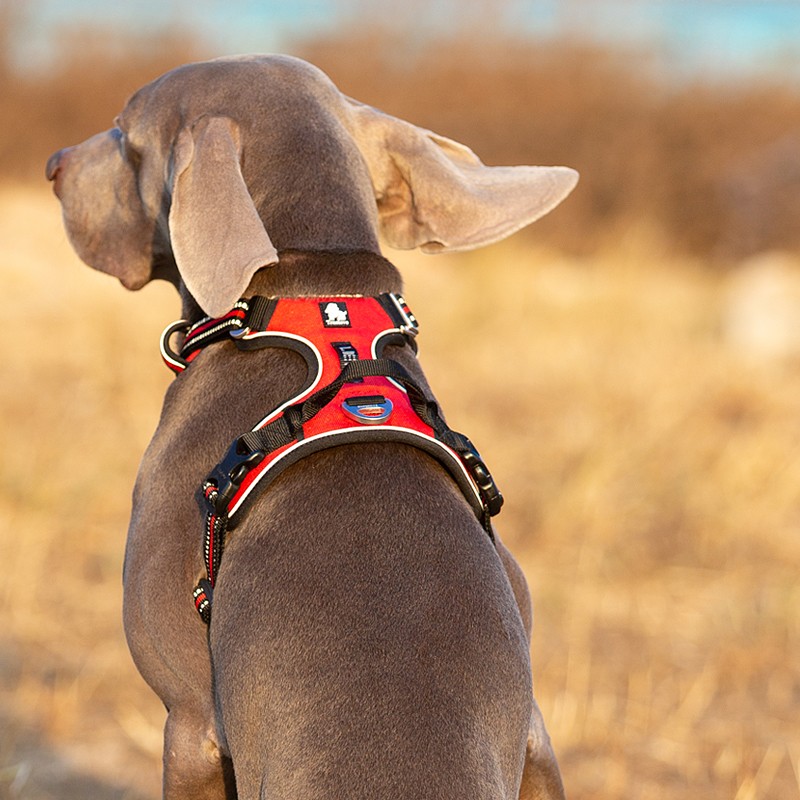 Harnais pour Chien Truelove