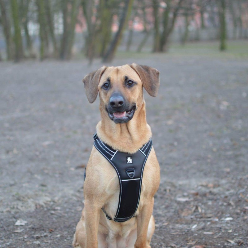 HARNAIS TRUELOVE FOREST ORANGE POUR CHIEN Balade, Balade / Voyage, Chiens,  Harnais - Pets in the cité