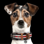 collier-pour-chien-heritage