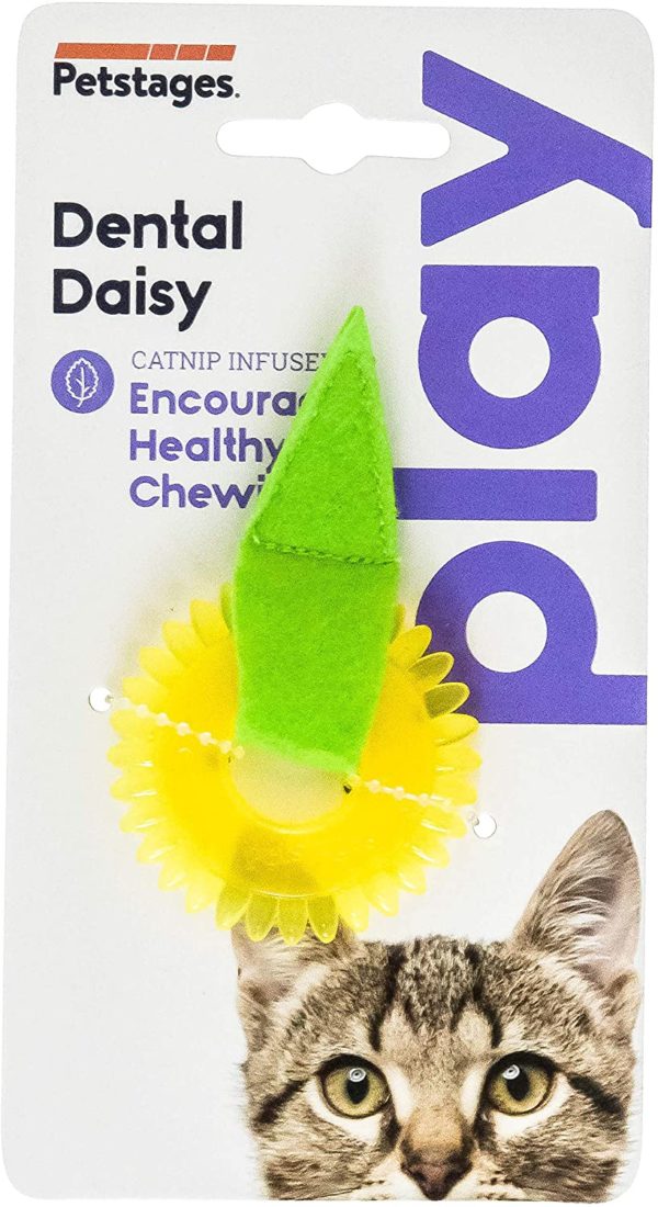 DENTAL DAISY