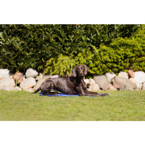 matelas rafraîchissant pour chien et chat