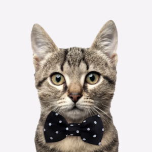 Collier nœud noir pour chat-wouapy-chat