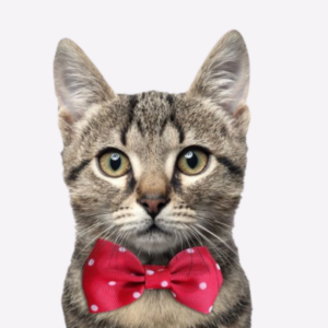 Collier-noeud-rouge-pour-chat-wouapy-chat