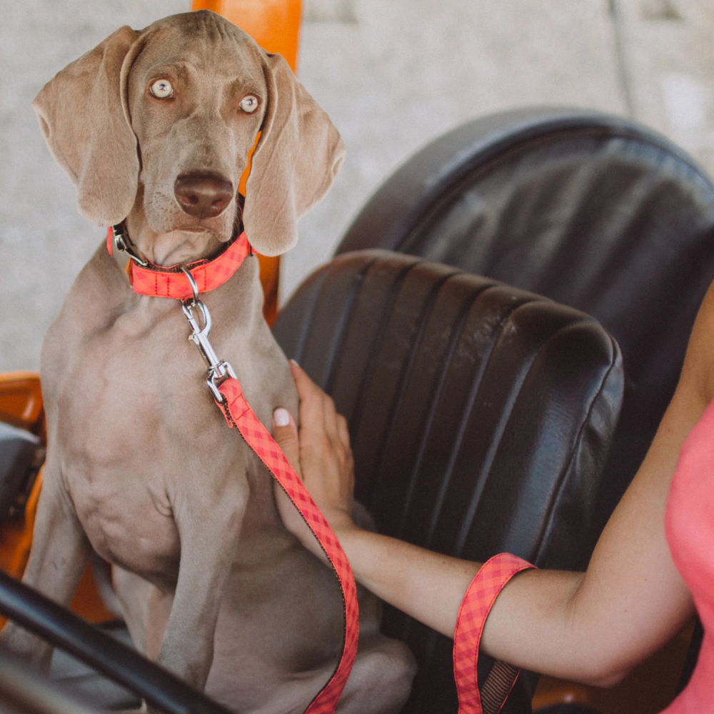 collier-granada-orange-et-rouge-pour-chien-2 collier-granada-orange-et-rouge-pour-chien