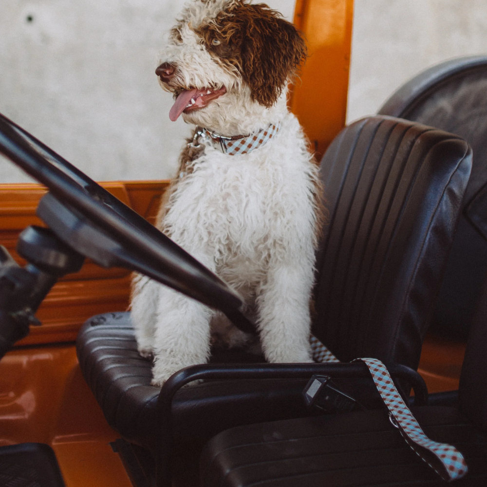 collier-josa-marron-et-bleu-pour-chien-3 collier-josa-marron-et-bleu-pour-chien