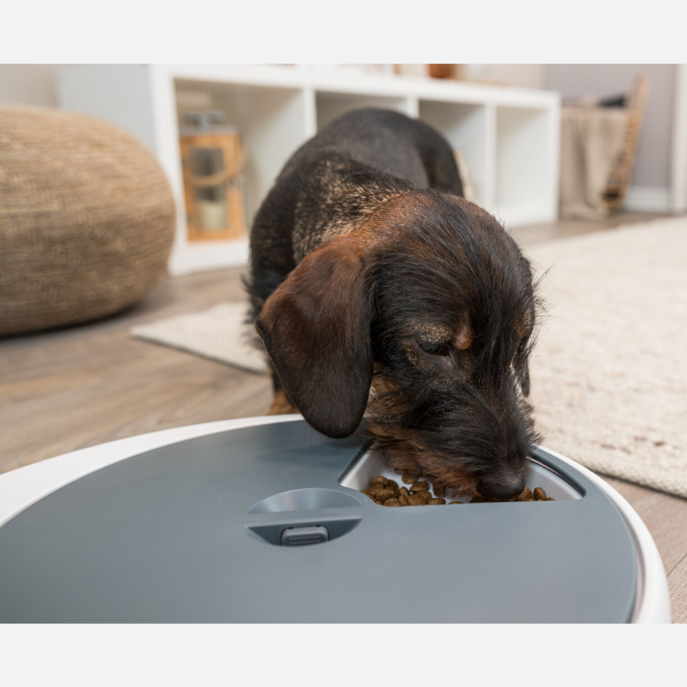 distributeur-automatique-de-nourriture-pour-chien-et-chat distributeur-automatique-de-nourriture-pour-chien-et-chat