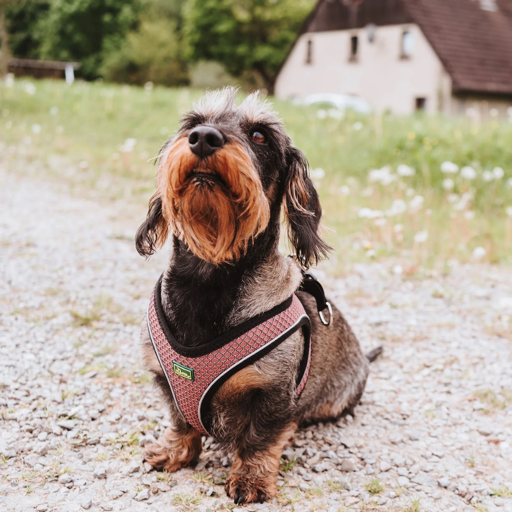 harnais-hilo-confort-rose-pour-chien-4 harnais-hilo-confort-rose-pour-chien