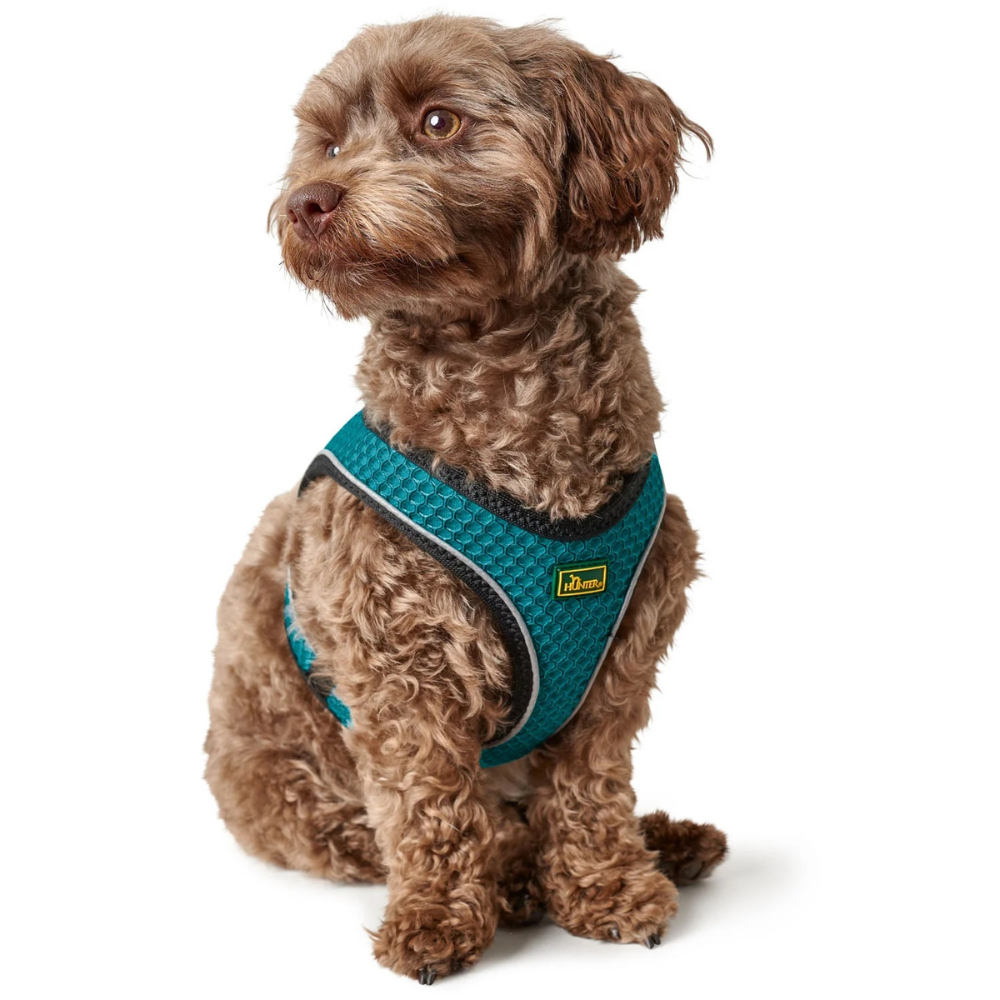 harnais-hilo-confort-turquoise-4 harnais-hilo-confort-turquoise