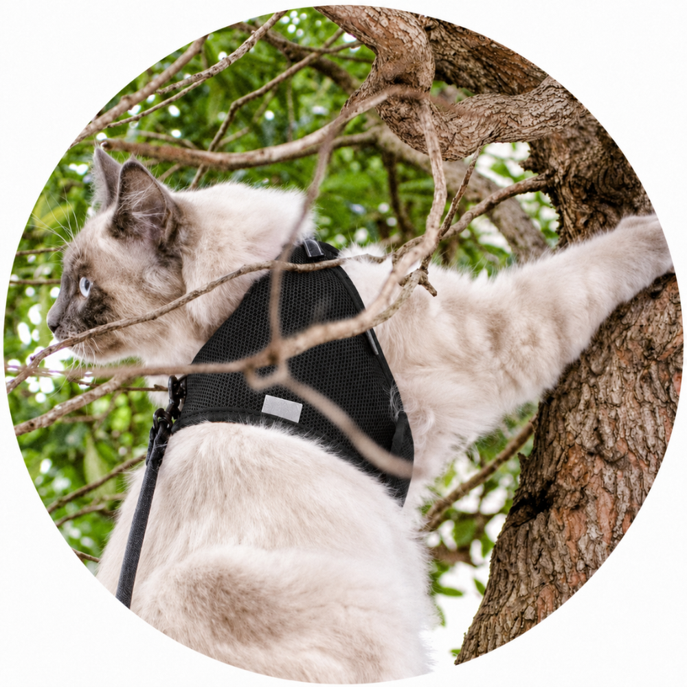 harnais-noir-doux-pour-chat-avec-laisse-assortie-4 harnais-noir-doux-pour-chat-avec-laisse-assortie