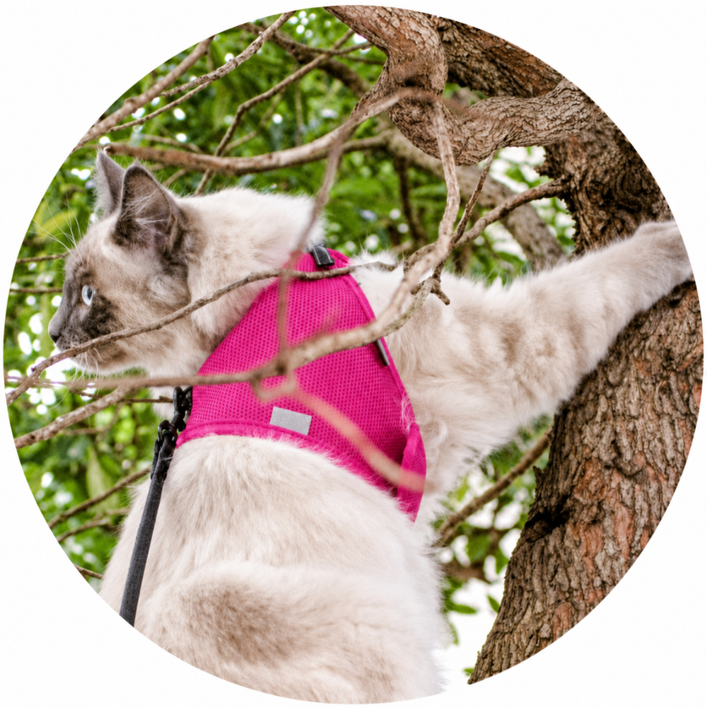 harnais-rose-doux-pour-chat-avec-laisse-assortie-3