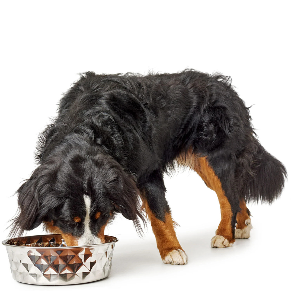 gamelle-inox-namy-pour-chien-et-chat-4 gamelle-inox-namy-pour-chien-et-chat