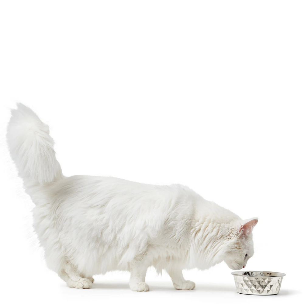gamelle-inox-namy-pour-chien-et-chat-5 gamelle-inox-namy-pour-chien-et-chat