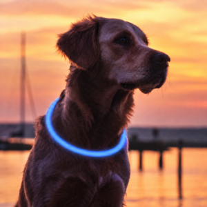 anneau-lumineux-bleu-pour-chien