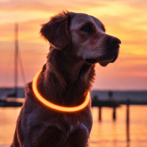 anneau-lumineux-orange-pour-chien