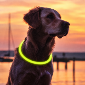 anneau-lumineux-vert-pour-chien