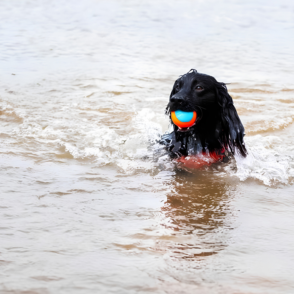 balle-amphibie-chuckit-pour-chien-pack-de-3-5 balle-amphibie-chuckit-pour-chien-pack-de-3