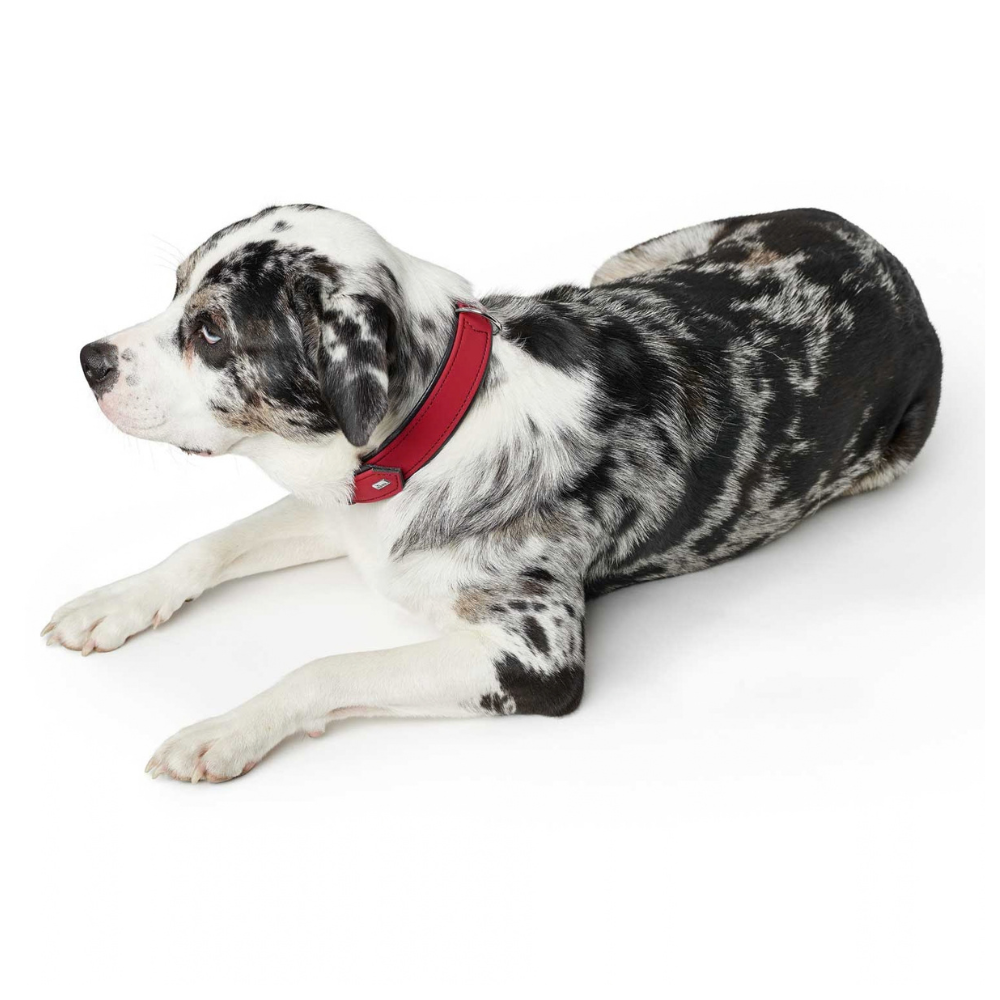 collier-softie-rouge-pour-chien-3 collier-softie-rouge-pour-chien