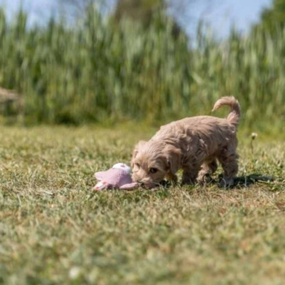 doudou-lapin-pour-chiot-3