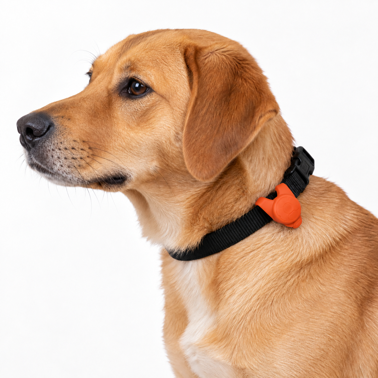 flasher-lumineux-orange-pour-chien-3 flasher-lumineux-orange-pour-chien
