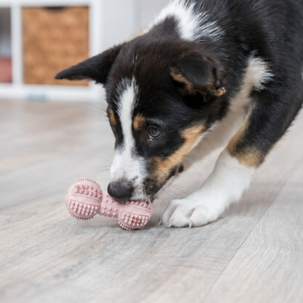 haltere-dentaire-pour-chiot-3 haltere-dentaire-pour-chiot