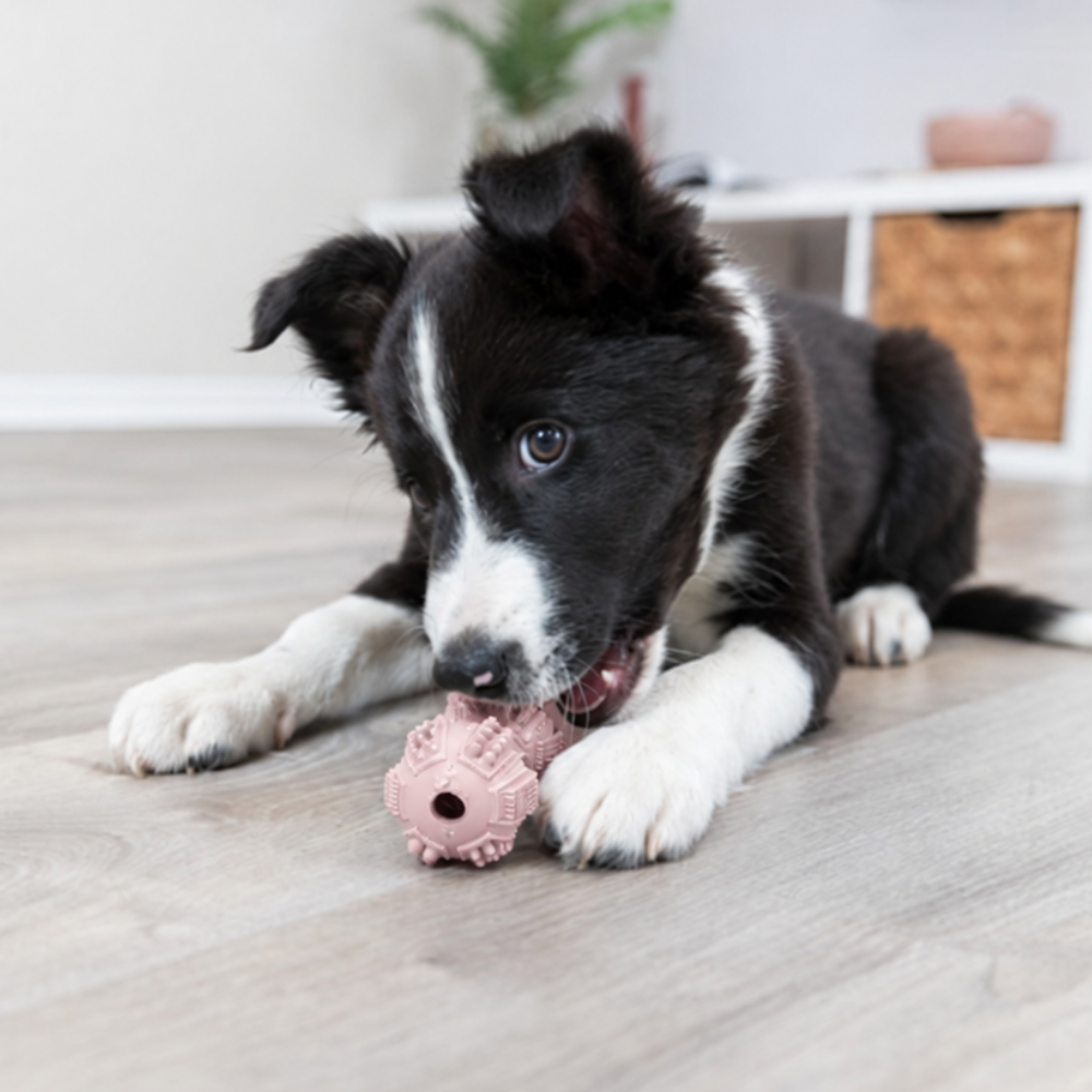 haltere-dentaire-pour-chiot-4 haltere-dentaire-pour-chiot