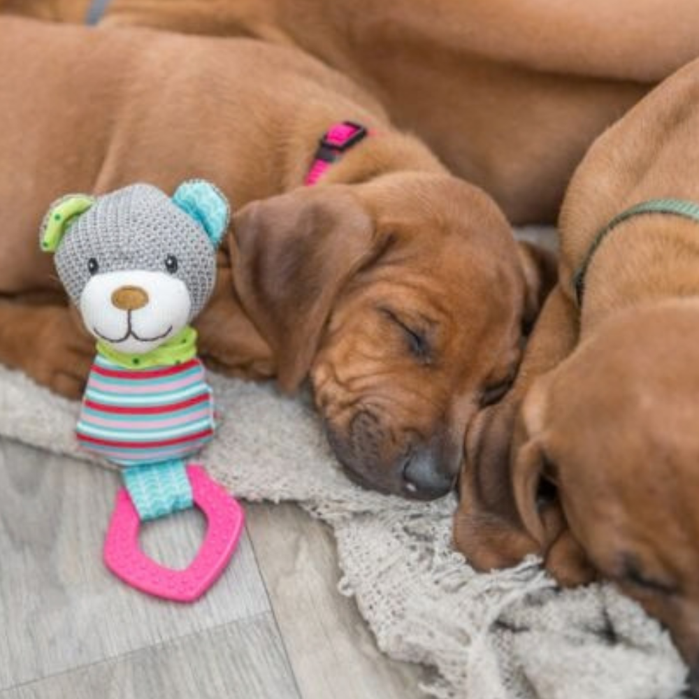 jouet-dentaire-ours-pour-chiot-3 jouet-dentaire-ours-pour-chiot