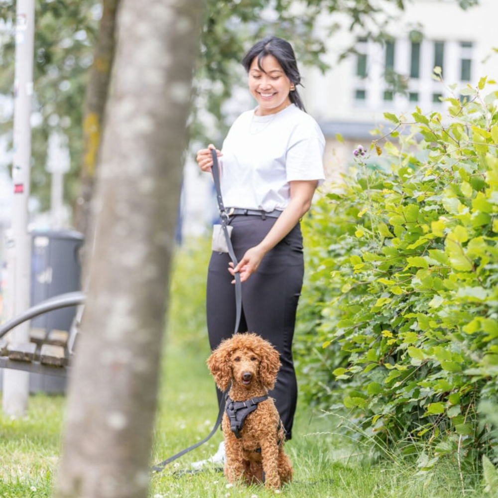 laisse-a-pister-pour-chien-10-metres-2 laisse-a-pister-pour-chien-10-metres
