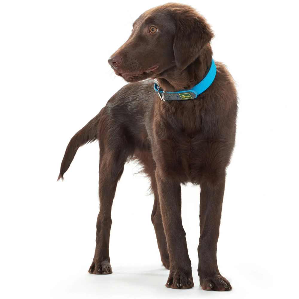 collier-convenience-bleu-hunter-pour-chien-3 collier-convenience-bleu-hunter-pour-chien