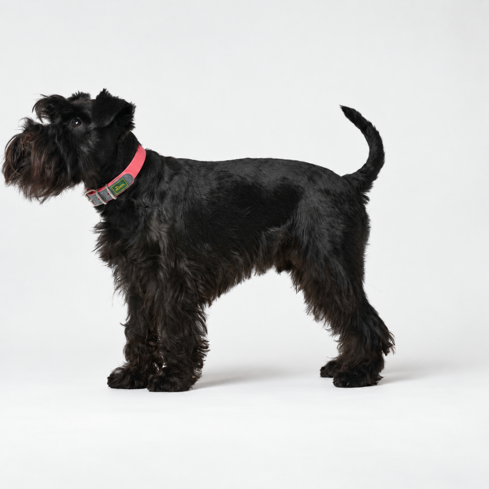 collier-convenience-rose-hunter-pour-chien-2 collier-convenience-rose-hunter-pour-chien