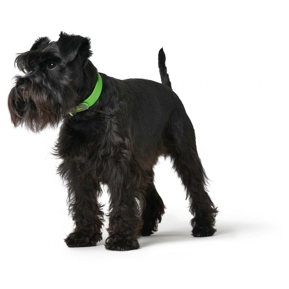 collier-convenience-vert-hunter-pour-chien-3 collier-convenience-vert-hunter-pour-chien